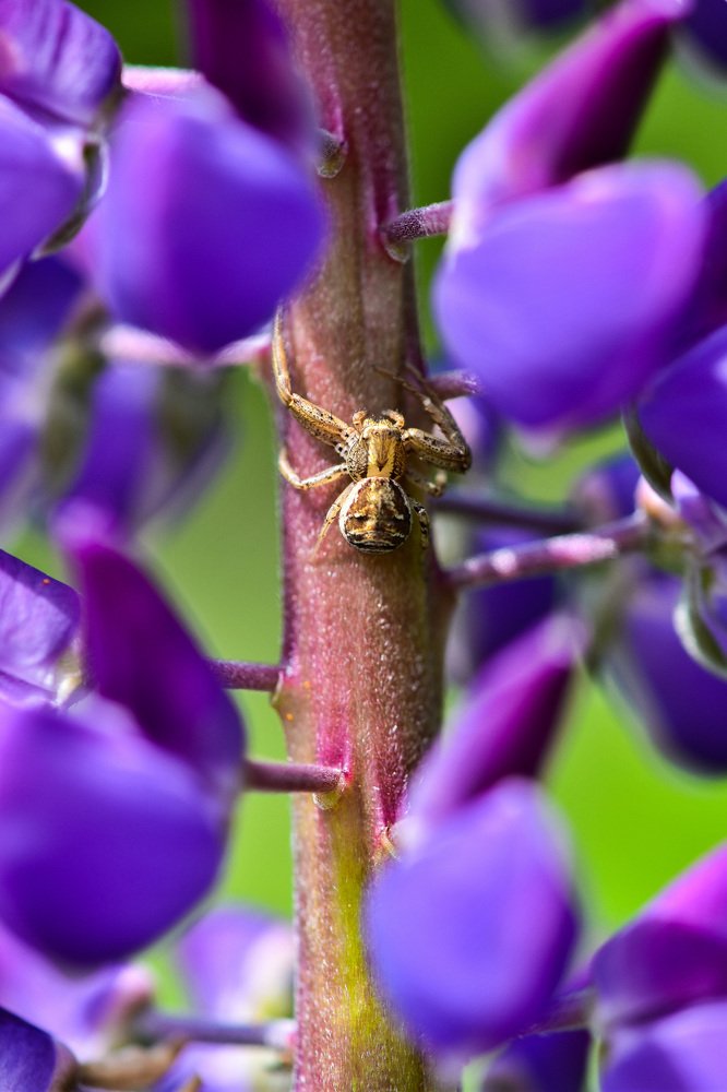 Паук на люпинах