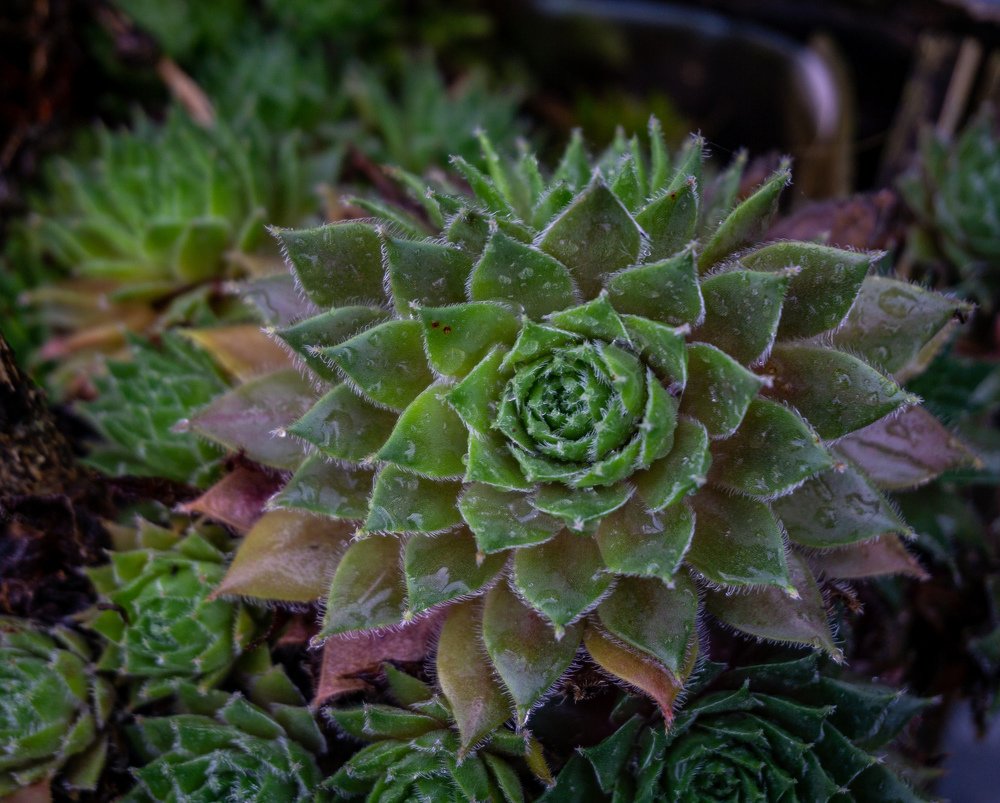 Photograph by Ecel Roja Sandalo