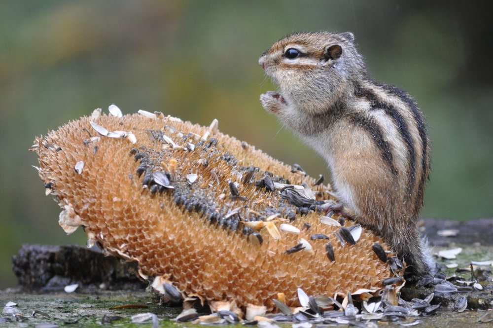 Бурундук готовится к зиме