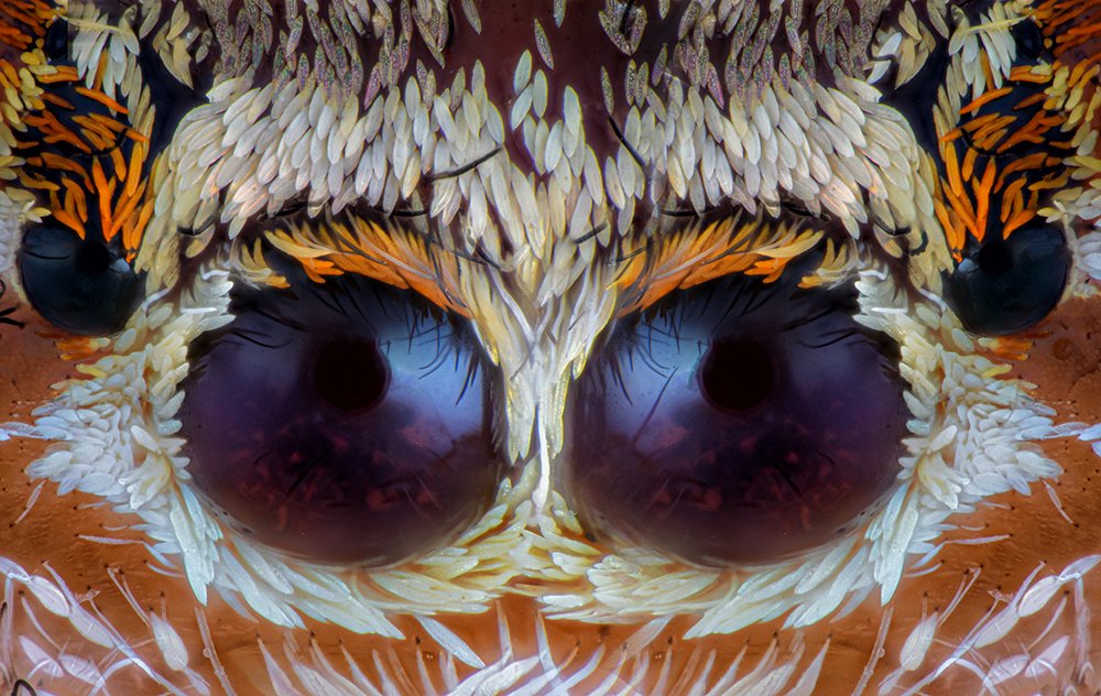 Jumping spider eyes