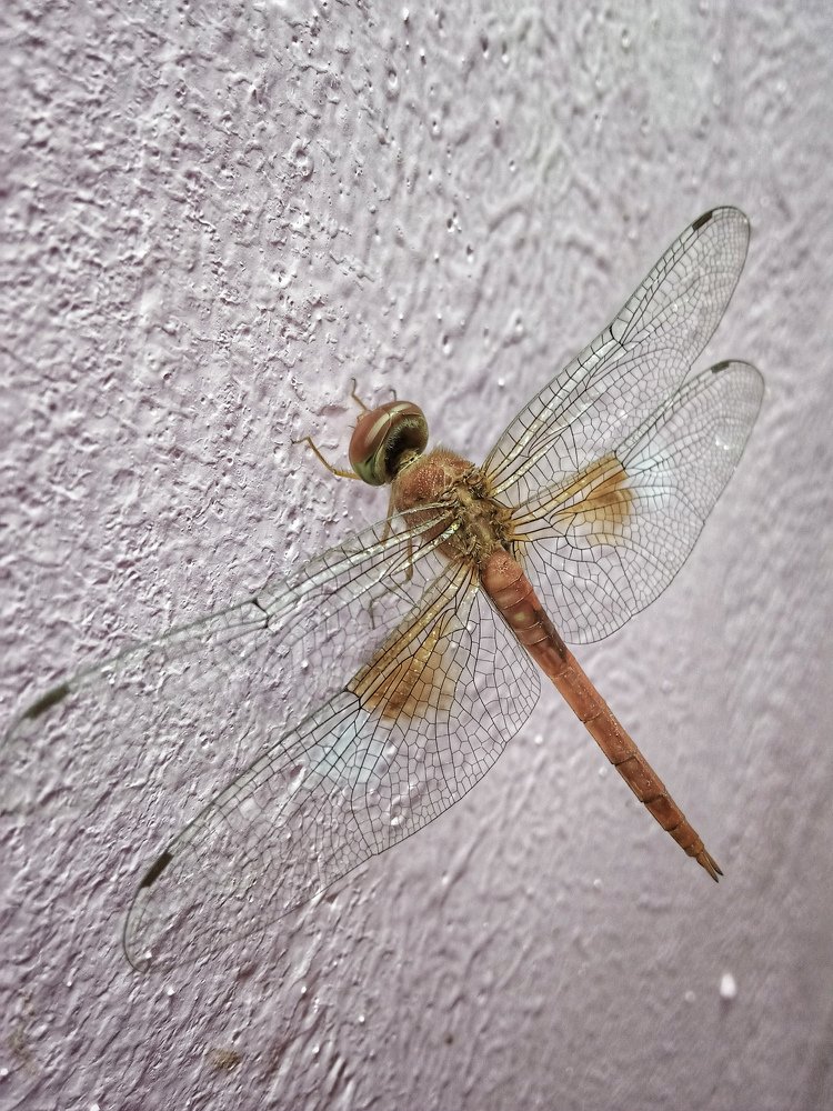 Photograph by Jeevanandham M