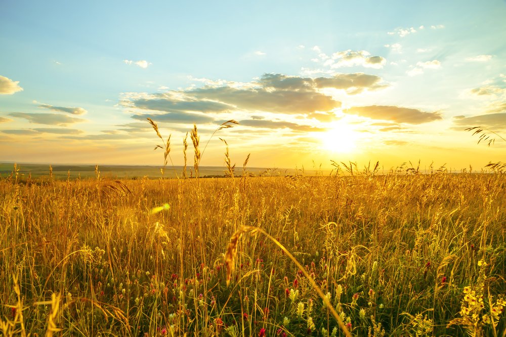 Нежное утро