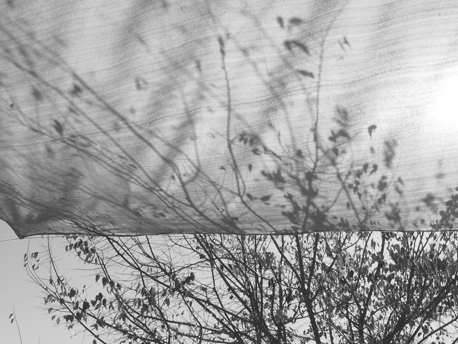 Photo #3930015