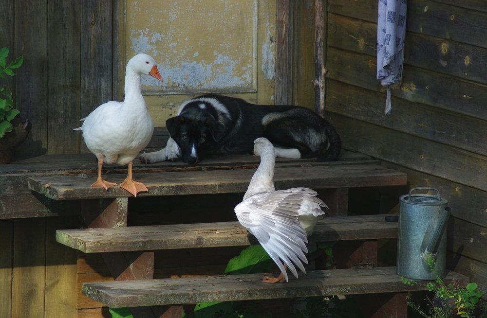 Как вы мне надоели...