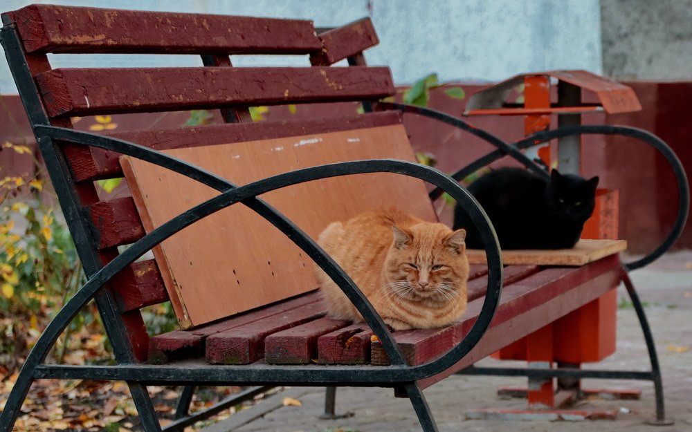 два цвета осени