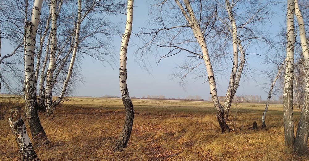 Березки.