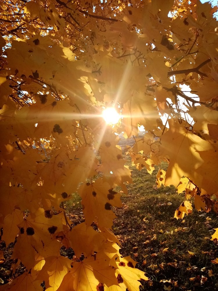 Луч солнца золотой