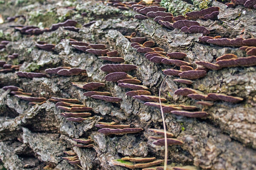 Photograph by Анна Евдокименко