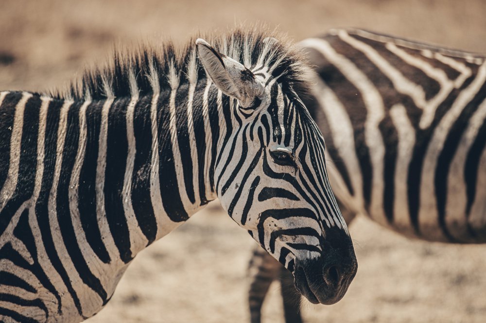 Photograph by Benson Laizer