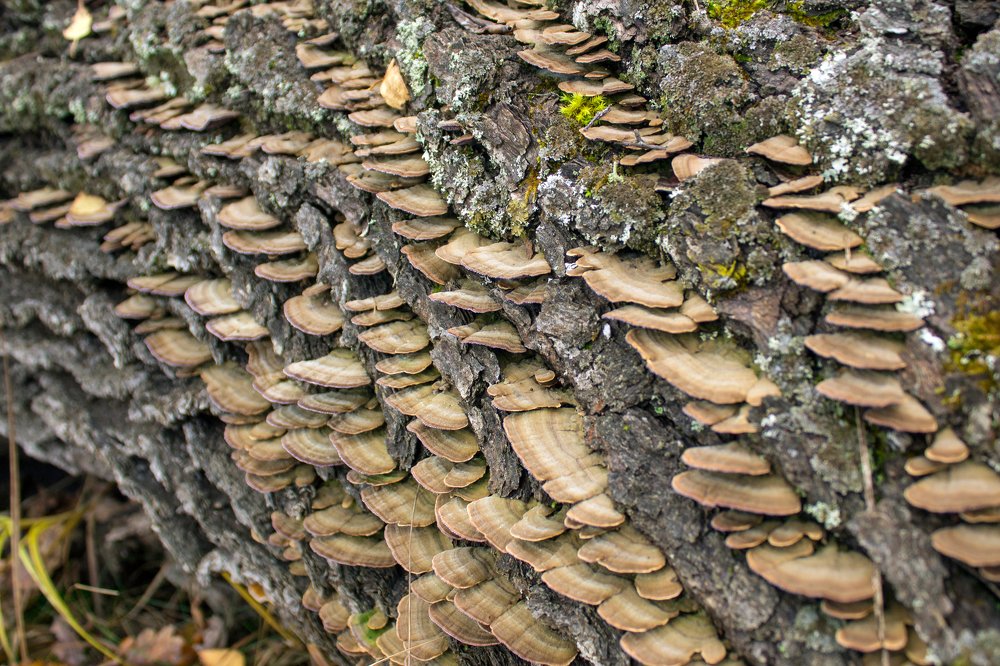 Photograph by Анна Евдокименко