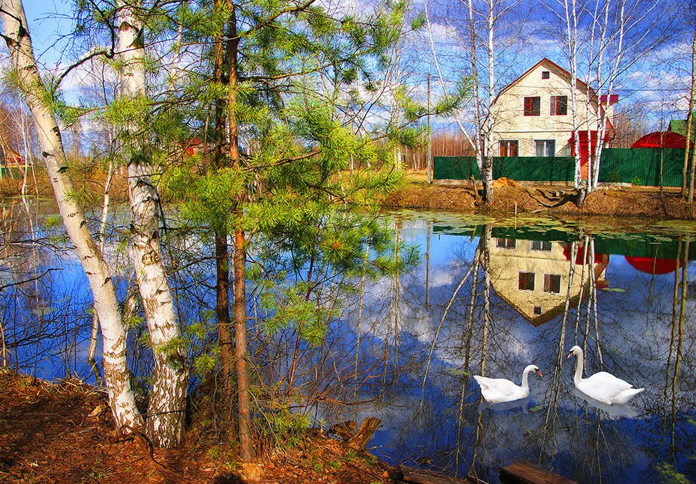 А белый лебедь на пруду качает павшую звезду