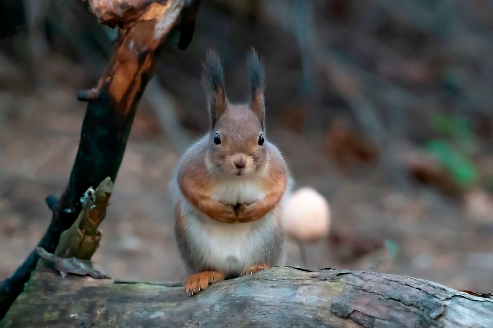 Photograph by Viktor Makarov