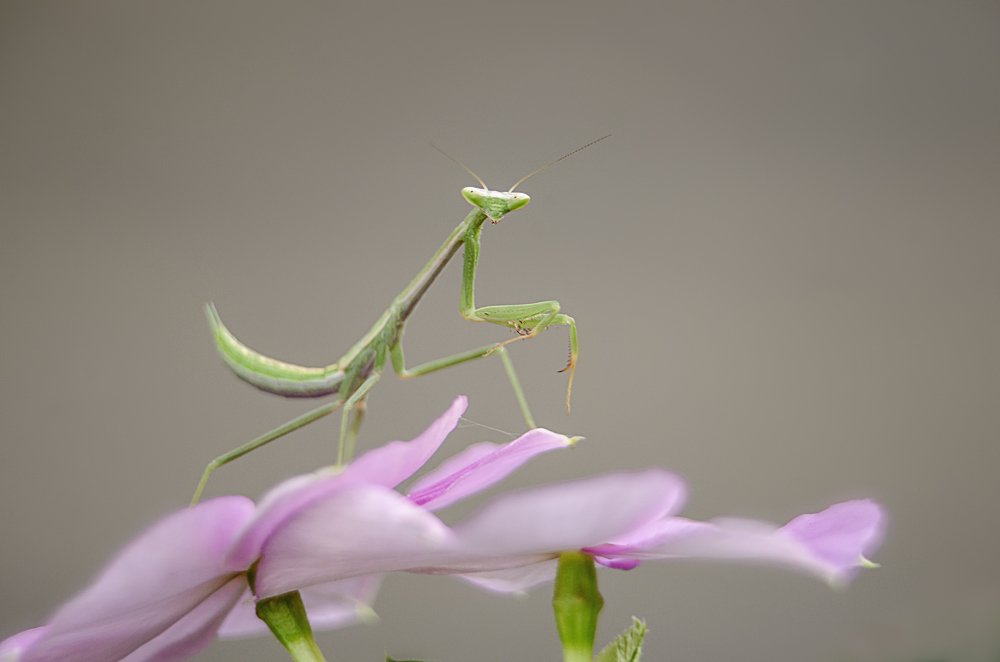 Photograph by CARLOS ALBERTO MOURA HENRIQUE