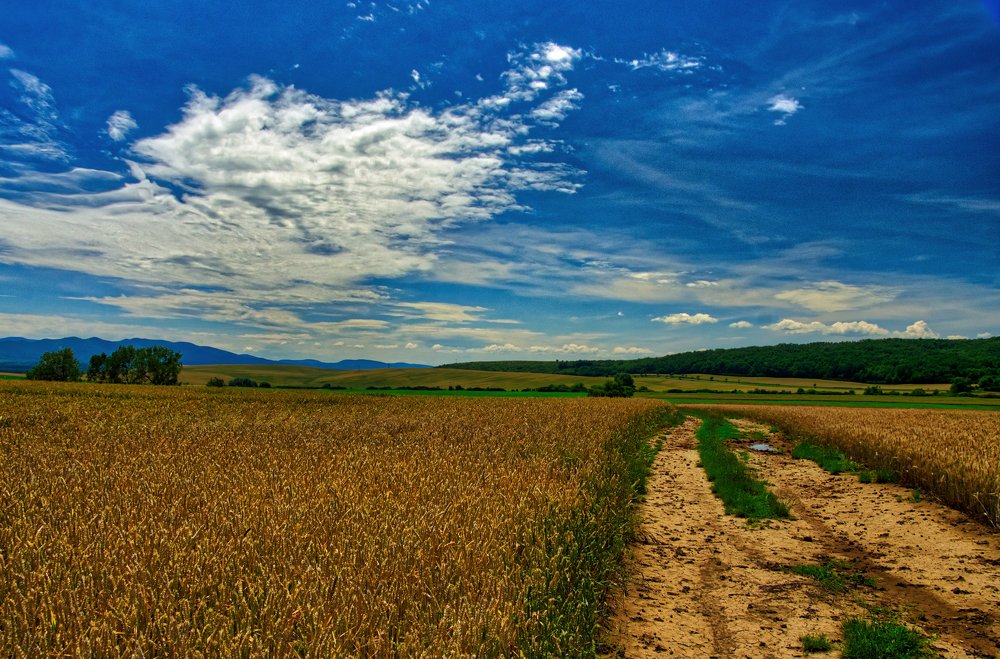 Photograph by Dragan Cerovic