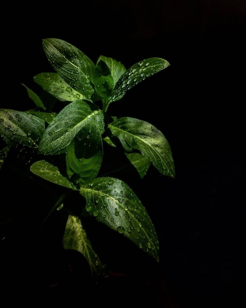 Photograph by Manjunath Patil