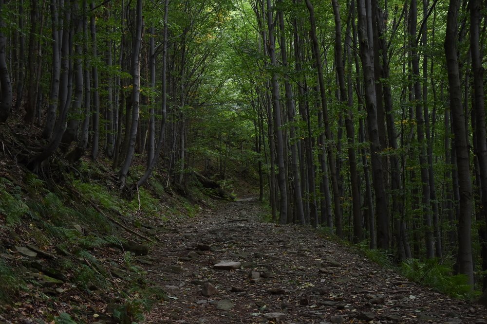 Road in the mountains