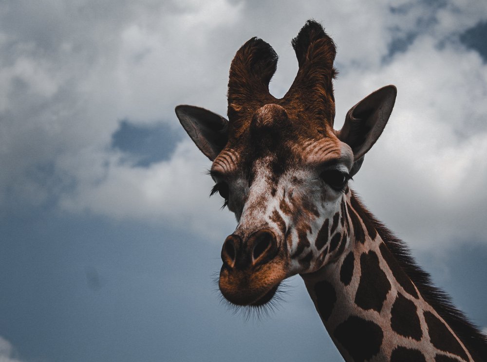 Photograph by Stephen