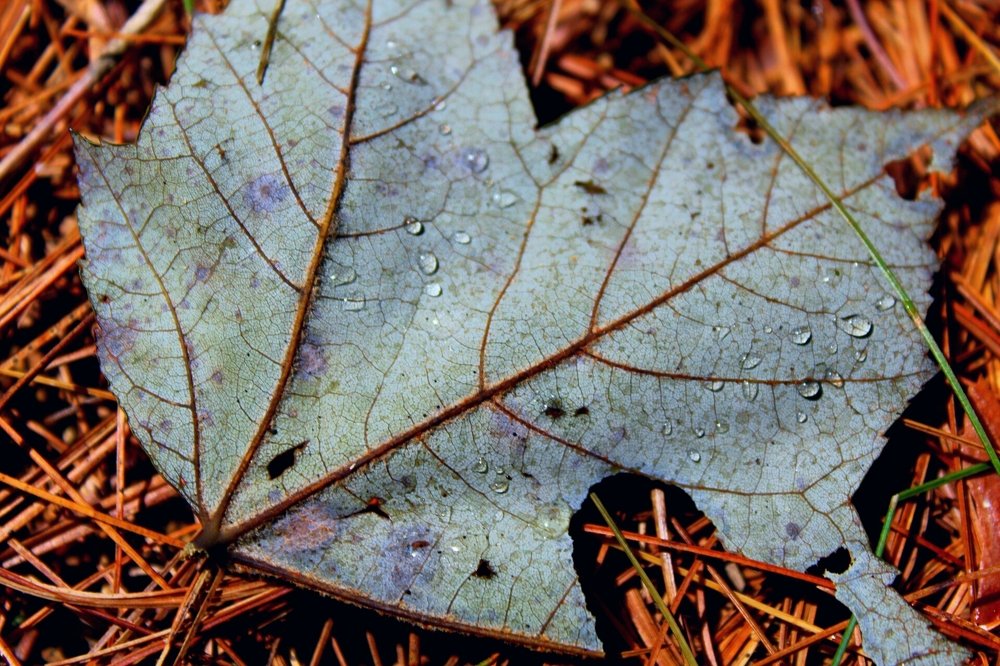 Photograph by Stephen