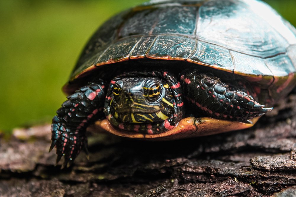 Photograph by Stephen