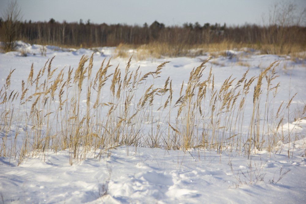 Увядающая красота