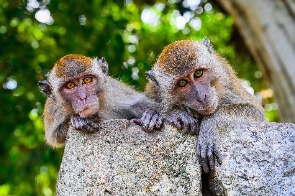 Photograph by Desmond Kok