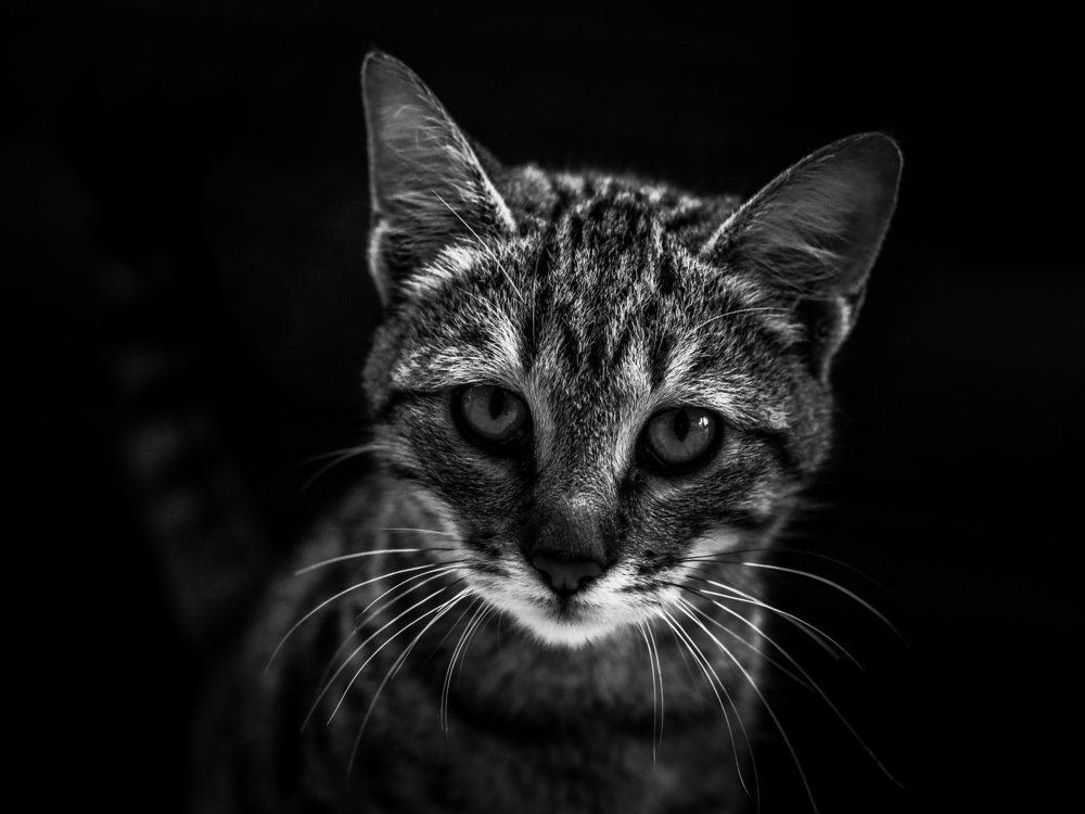 Photograph by Георгий Акопджанов