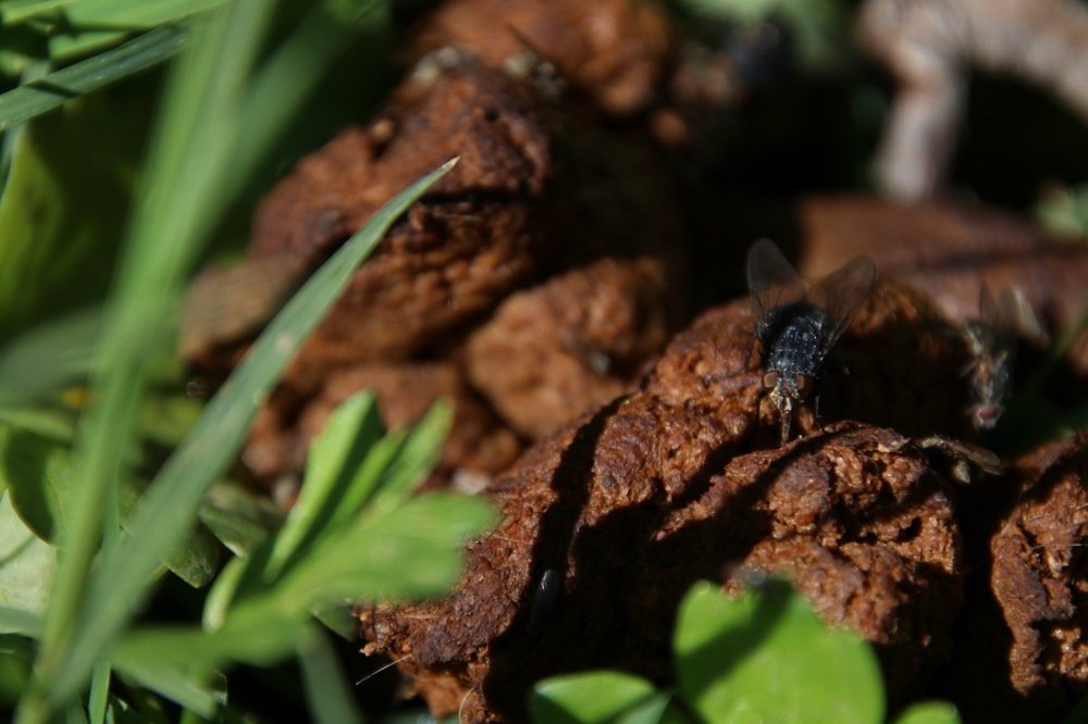 Photograph by Jorge Apara