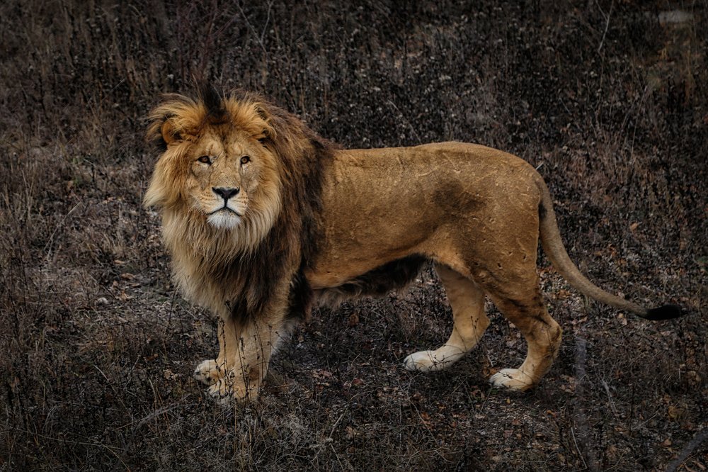 Photograph by Светлана Воскресенская