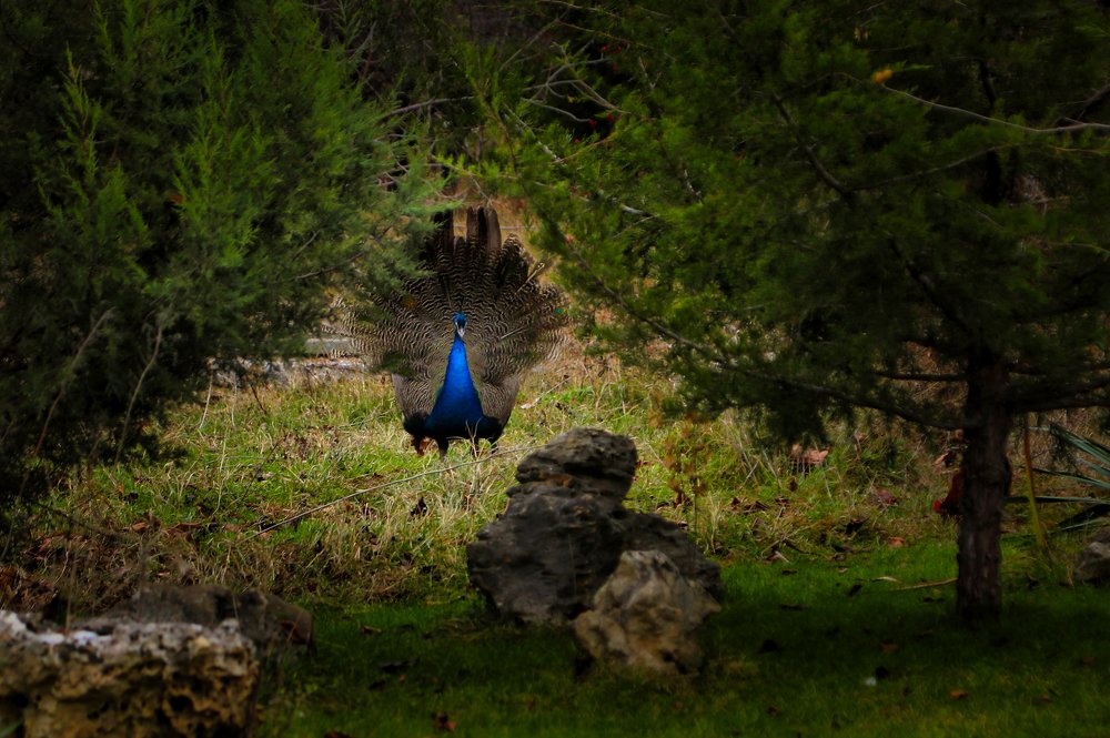 Photograph by Светлана Воскресенская