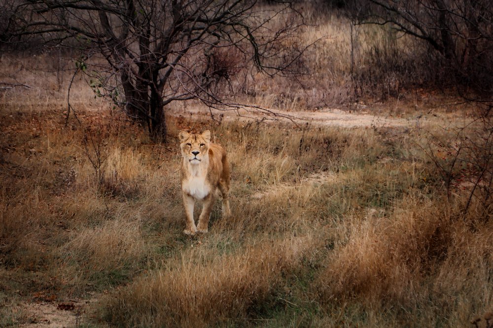 Photograph by Светлана Воскресенская