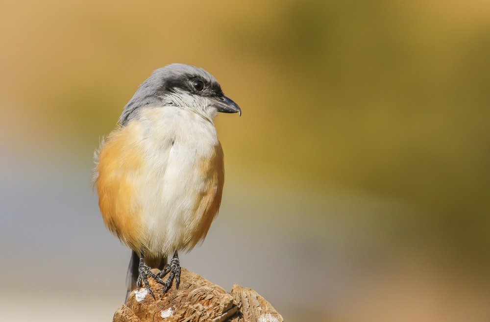 Bird