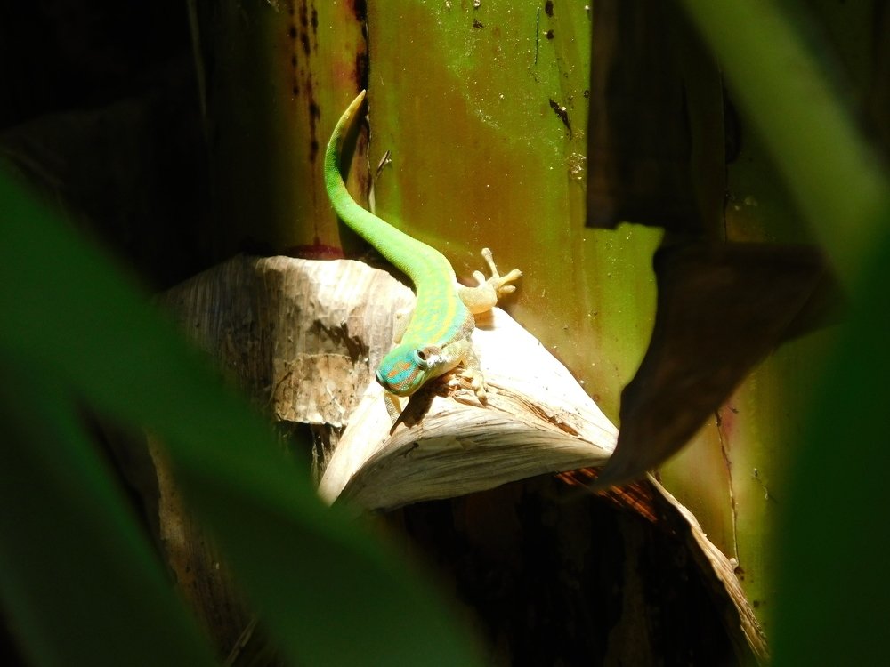 Starring actor : Mr Gecko