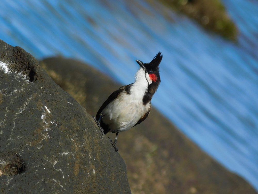 Bulbul