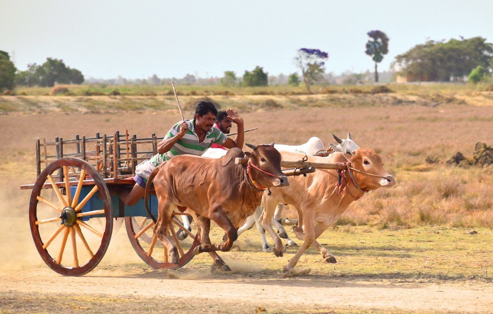 Bullock cart