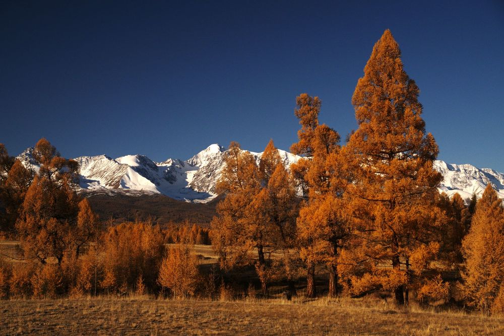 Не елки зеленые...