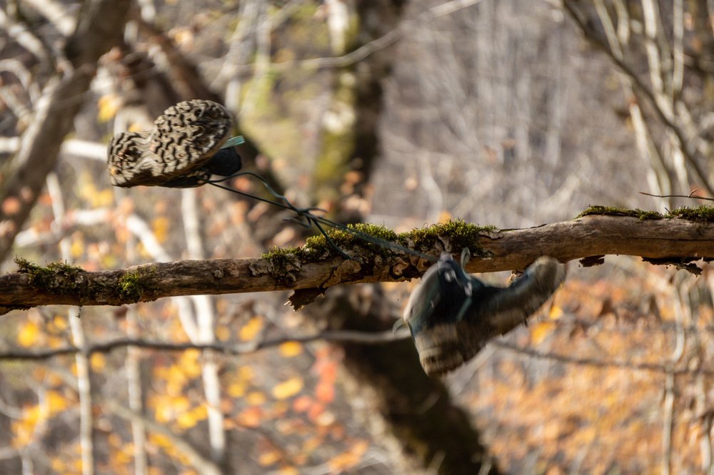 Photograph by Родион Сенин