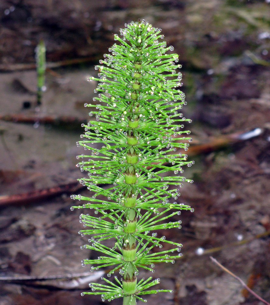 Хвощ большой