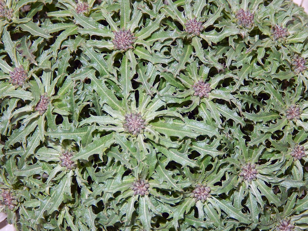 Ещё не расцвел, а уже красавчик!