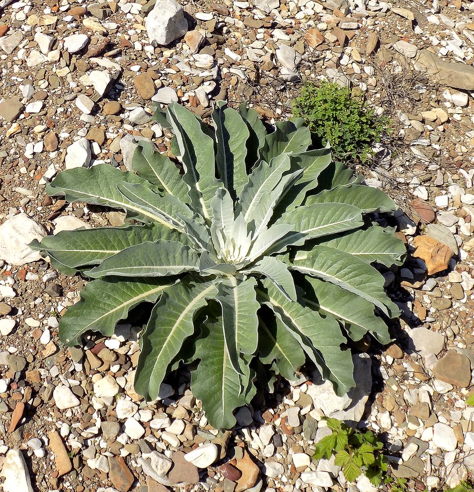 Розетка листьев