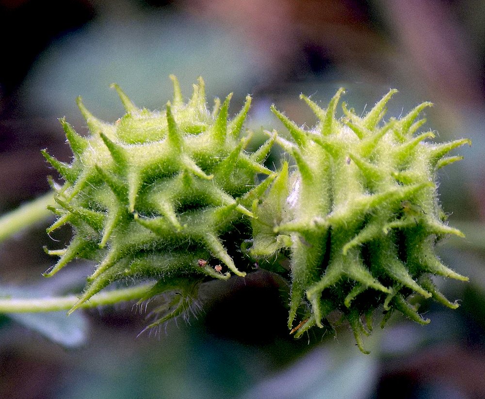 Плодики-спиральки