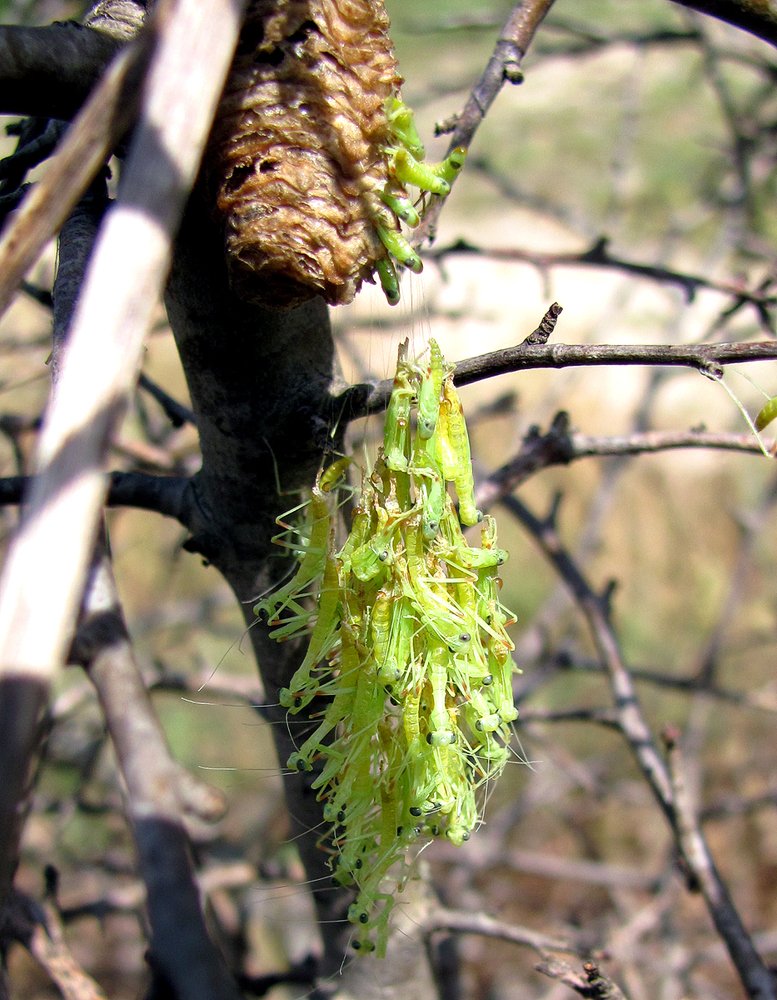 Вылупляющиеся богомолы