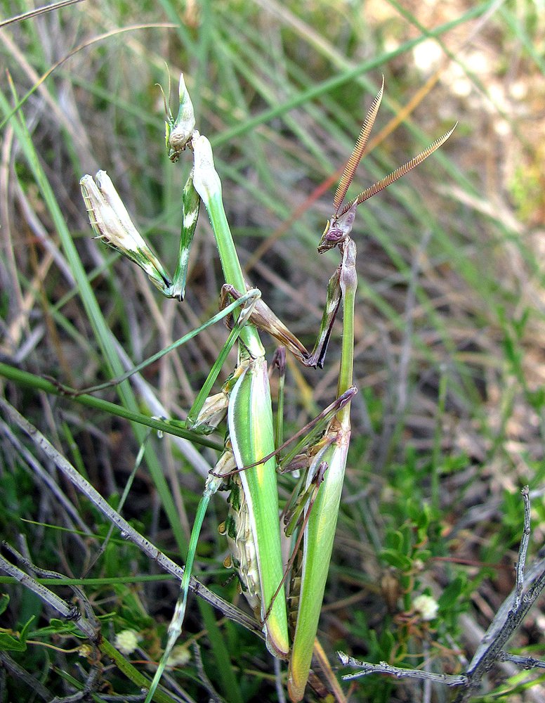 Продолжение рода редкой эмпузы полосатой.