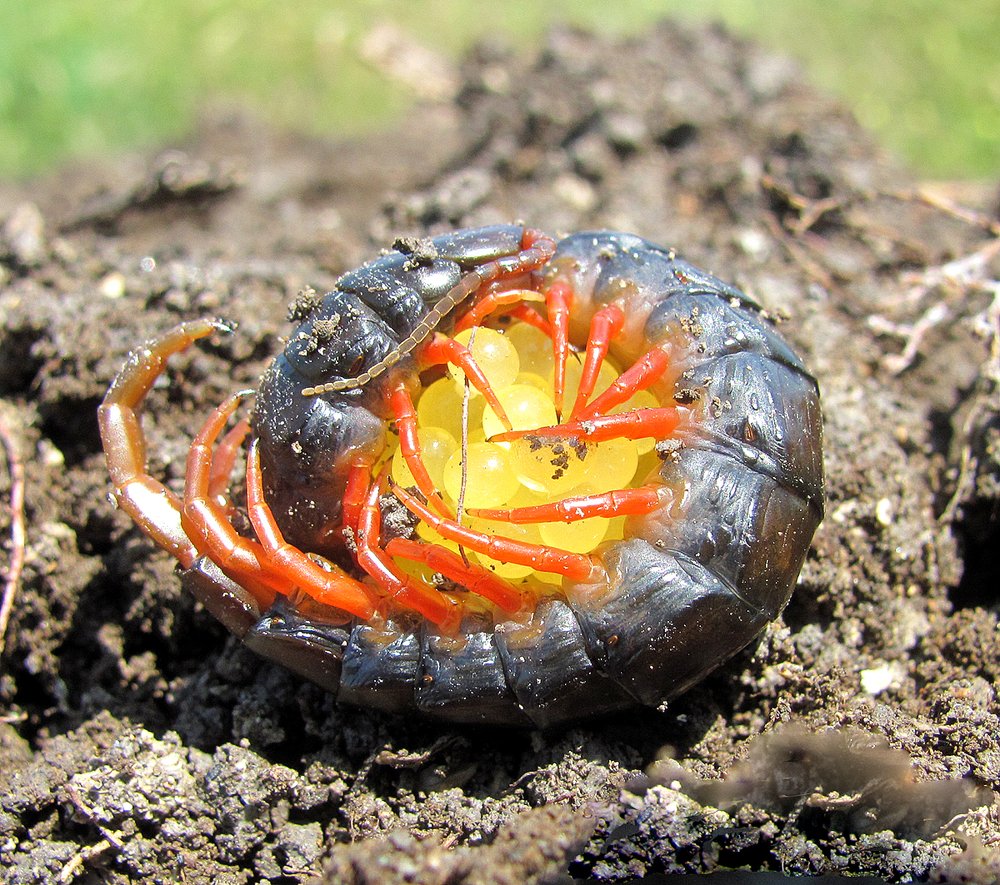 Заботливая мама