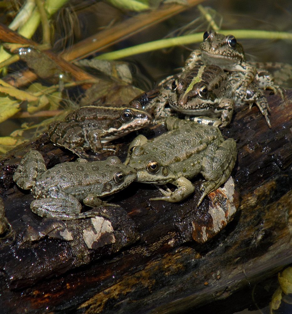 Лягушачья свадьба