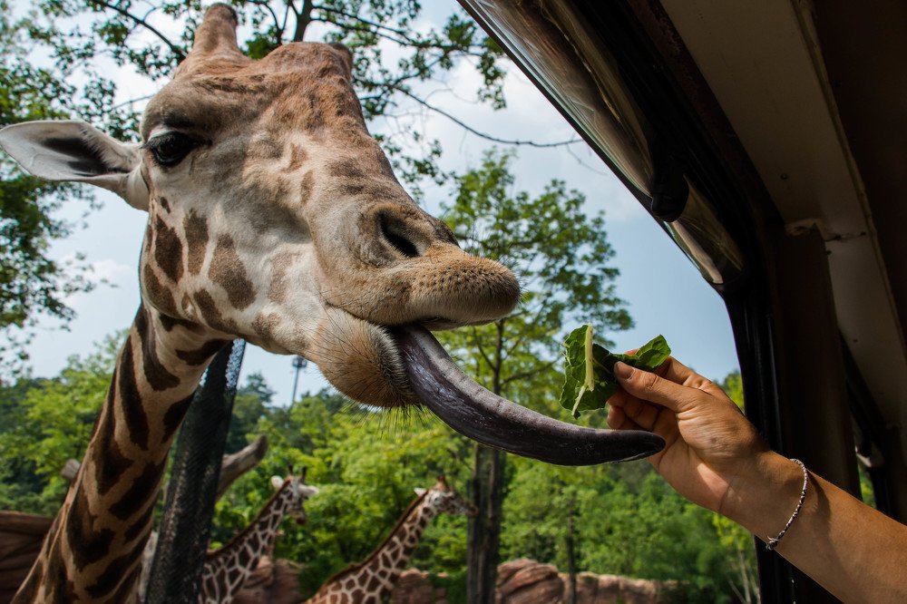 Photograph by Ирина Фастовец