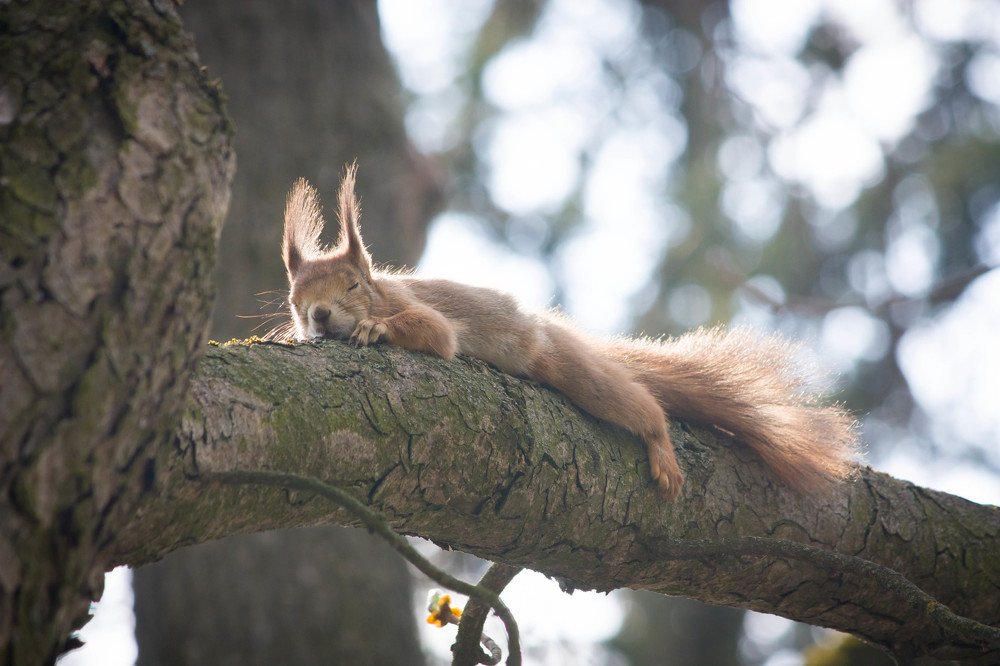 Послеобеденный сон