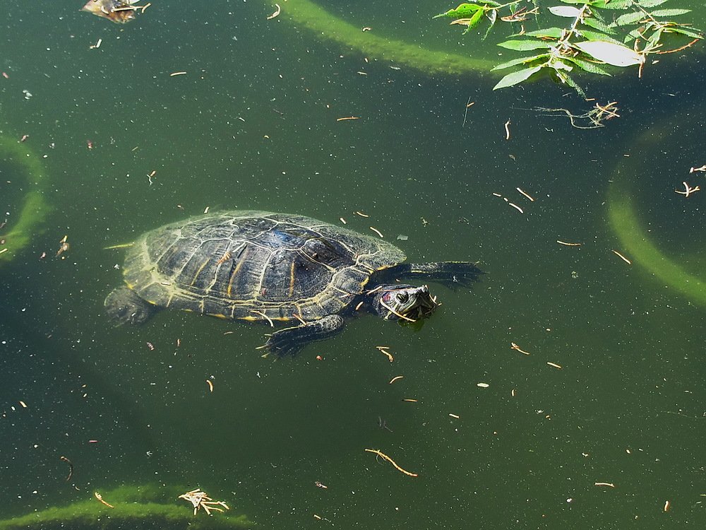 Photograph by Альбина