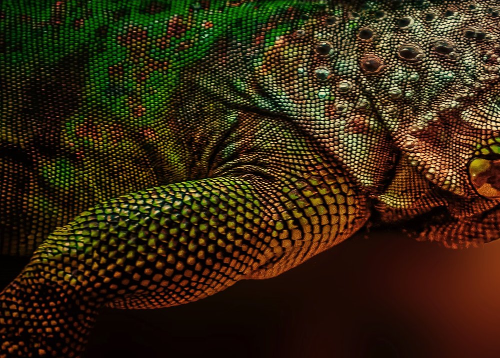 Photograph by Marc-Alain Ferragne