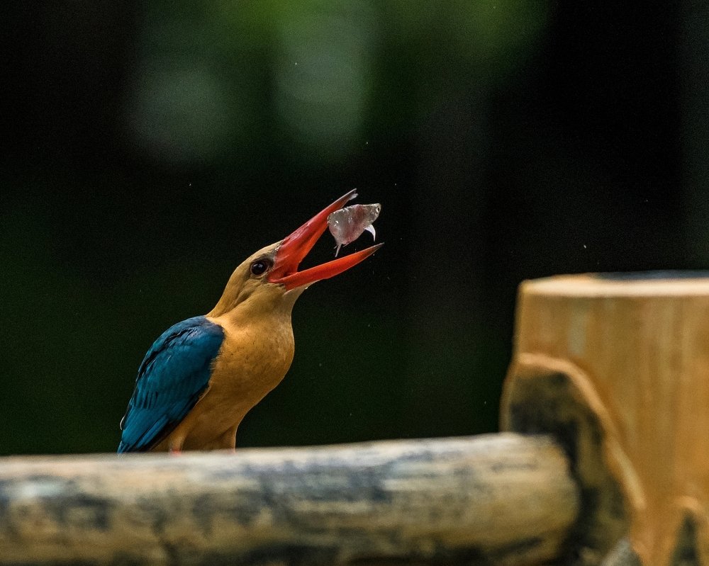 Photograph by NUR AZIMAH THERESA ABDULLAH