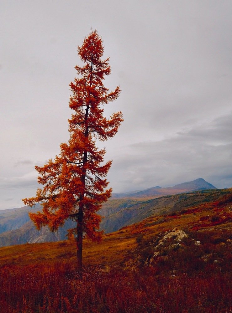 Photograph by Елена Тесалова